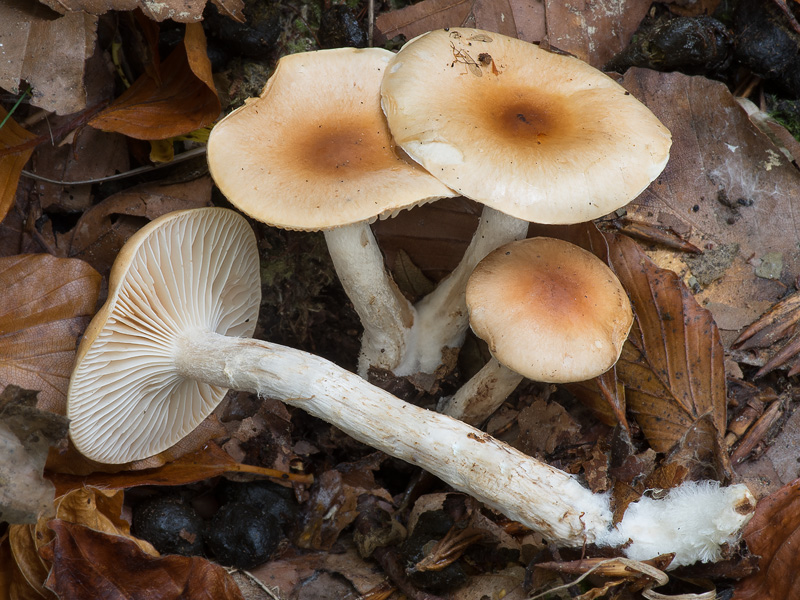 Hygrophorus discoideus